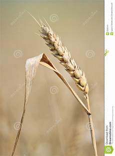 Forged Wheat