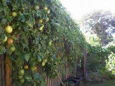 Fence Plants