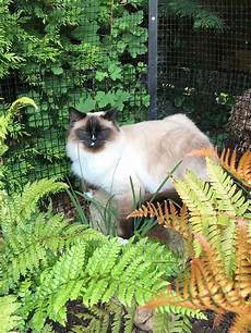 Fence Plants