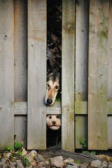 Grass Fences