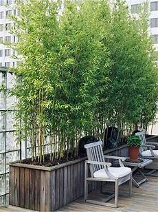 Plant Fence