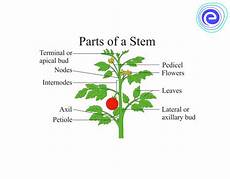 Stem